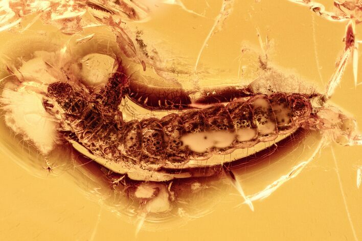 Fossil Beetle Larva (Coleoptera) in Baltic Amber #278668